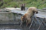 Bear Viewing Kodiak Island Alaska